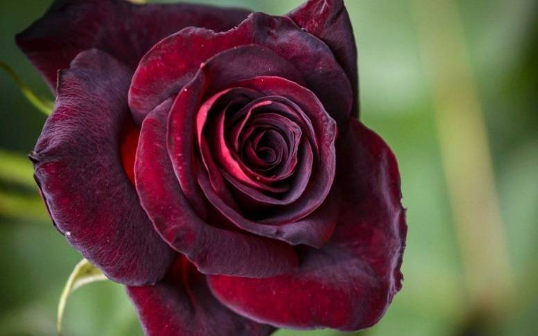 Роза блэк баккара: описание сорта, особенности, уход и отзывы
