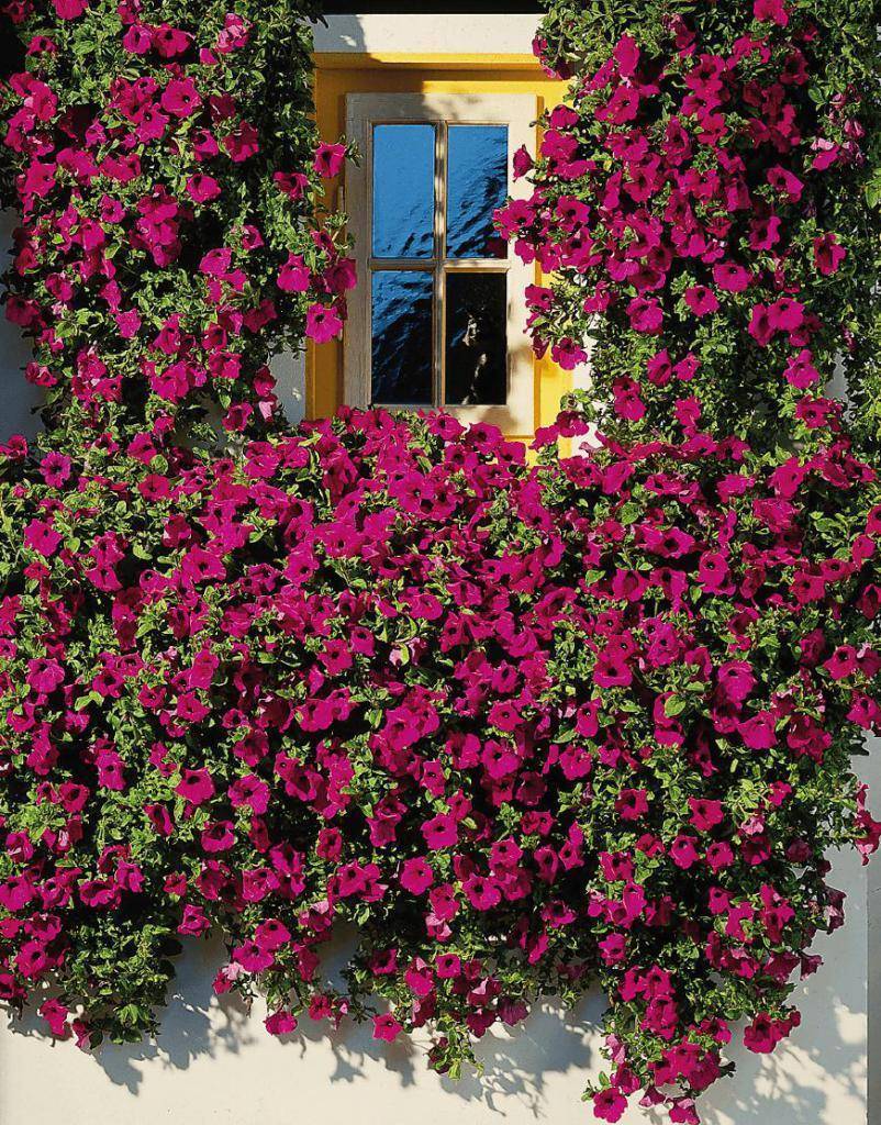 Каскад очаровательных цветов — петуния ампельная. агротехника и особенности выращивания культуры