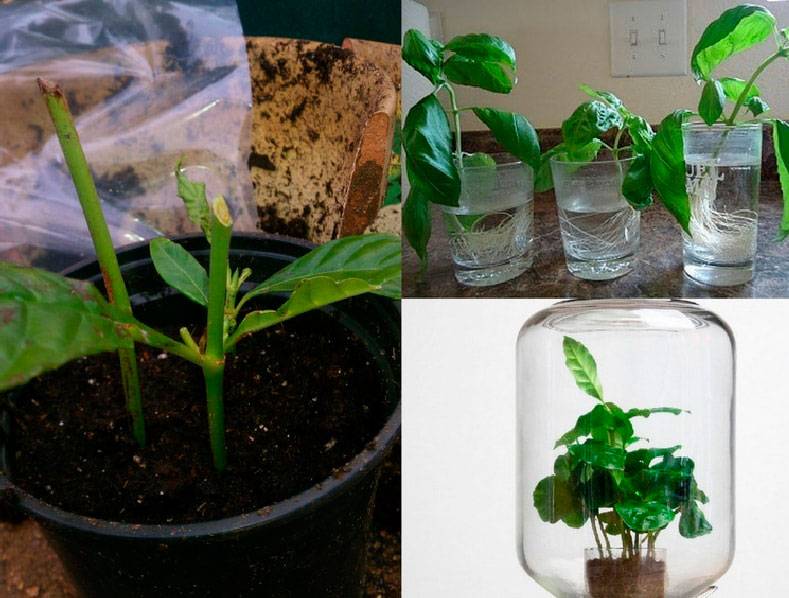 Какие комнатные растения размножают черенками? черенкование комнатных растений