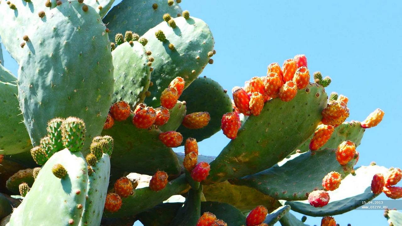 Плодовые кактусы с описанием