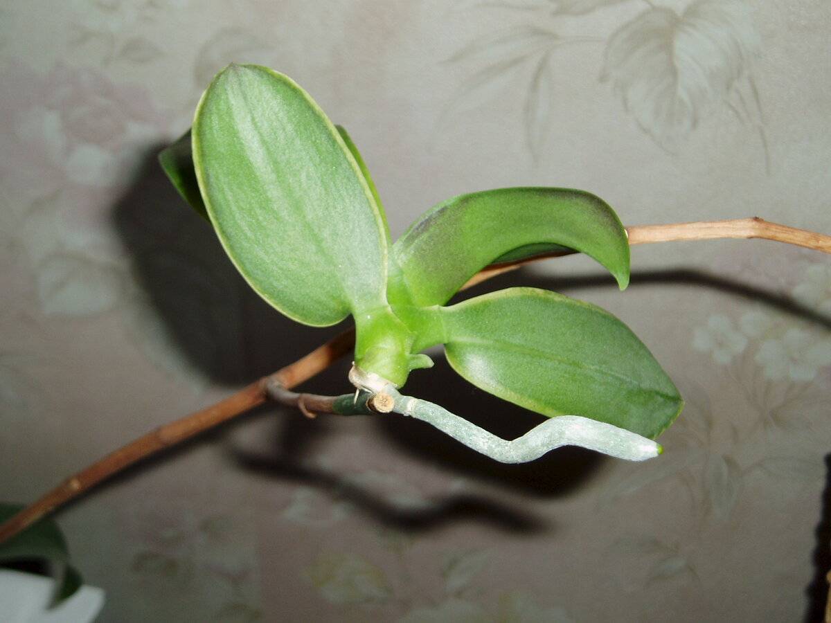 Как отсадить детку орхидеи от цветоноса. основные правила, пересадки деток орхидеи в домашних условиях