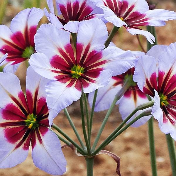 Как посадить левкокорину - дневник садовода flower-lucky.ru