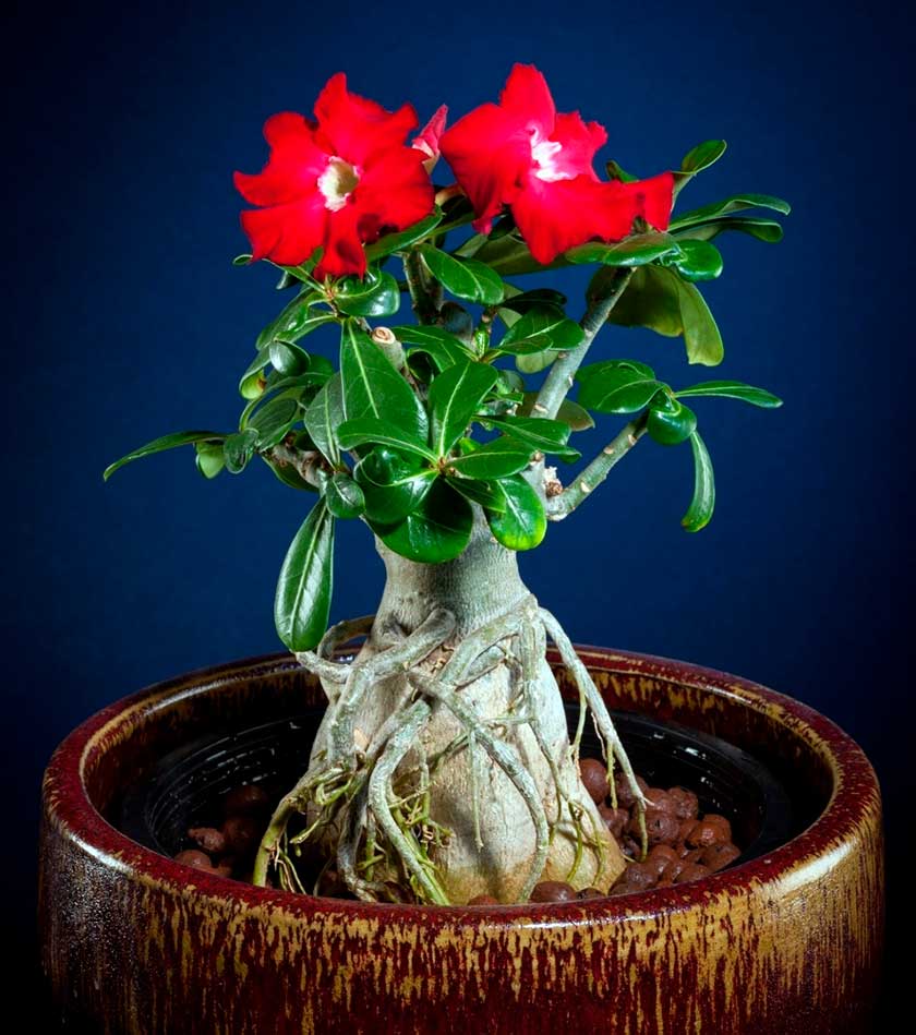 Адениум (роза пустыни): фото, уход в домашних условиях, выращивание из семян