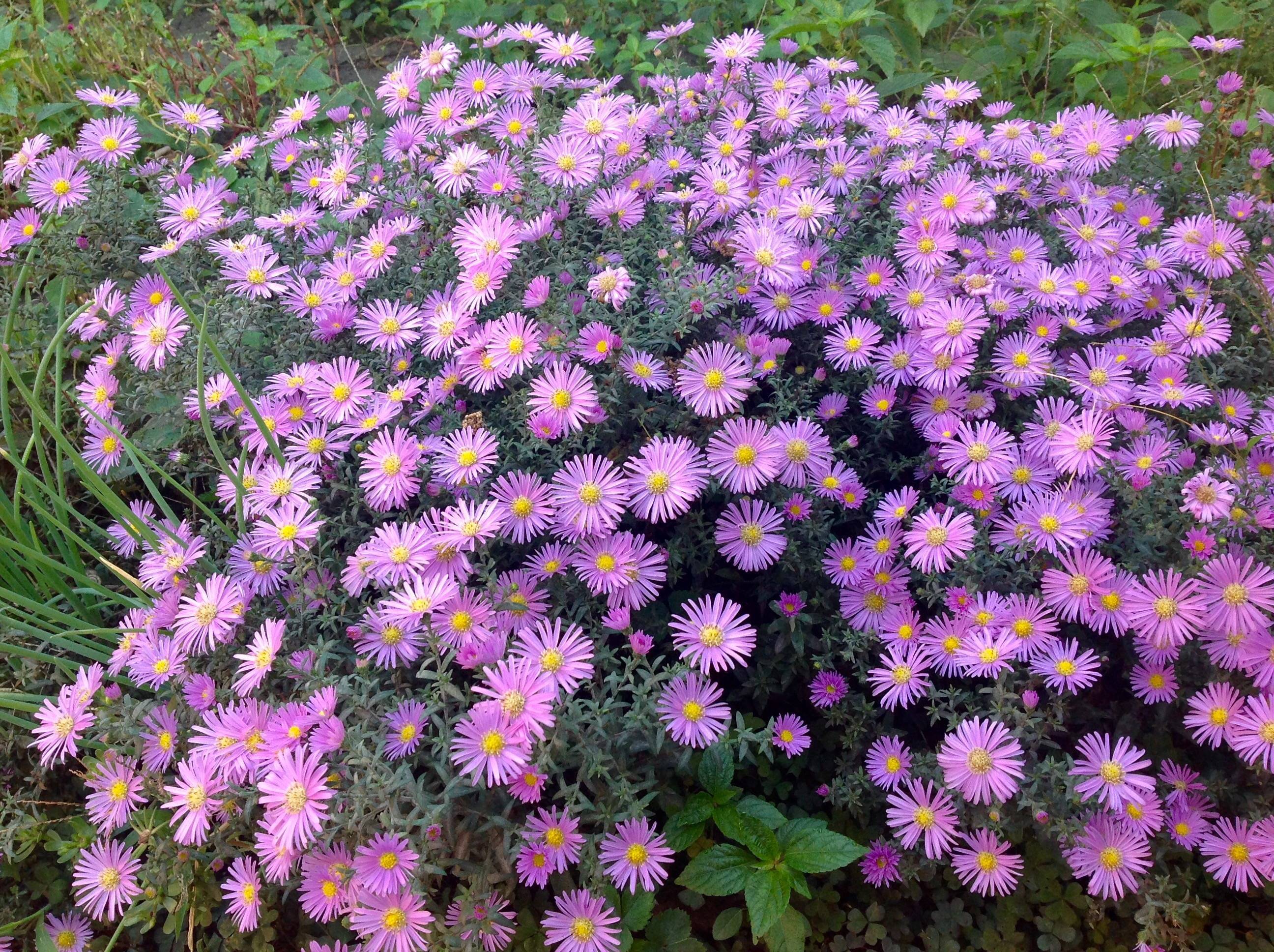 Астра альпийская многолетняя – неприхотливая садовая красавица, цветущая все лето
