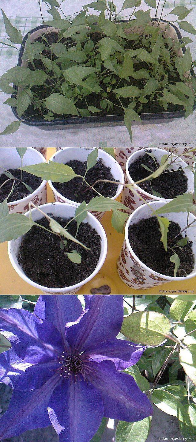 Как вырастить клематис из семян в домашних условиях
