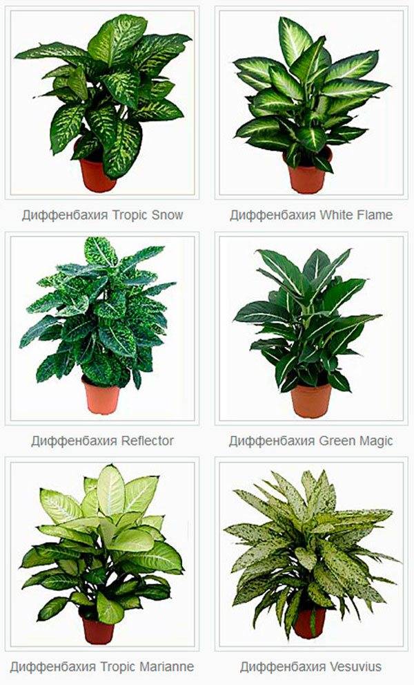 Декоративные комнатные растения: какие домашние цветы относятся к этому виду, названия и описание цветущих и нецветущих разновидностей
