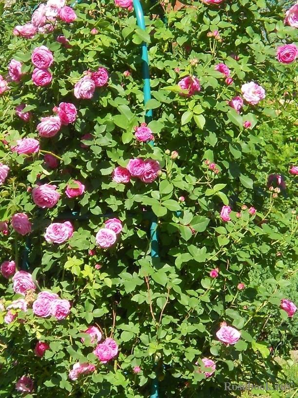Роза плетистая льюис одьер (louis odier) (rose louis odier)