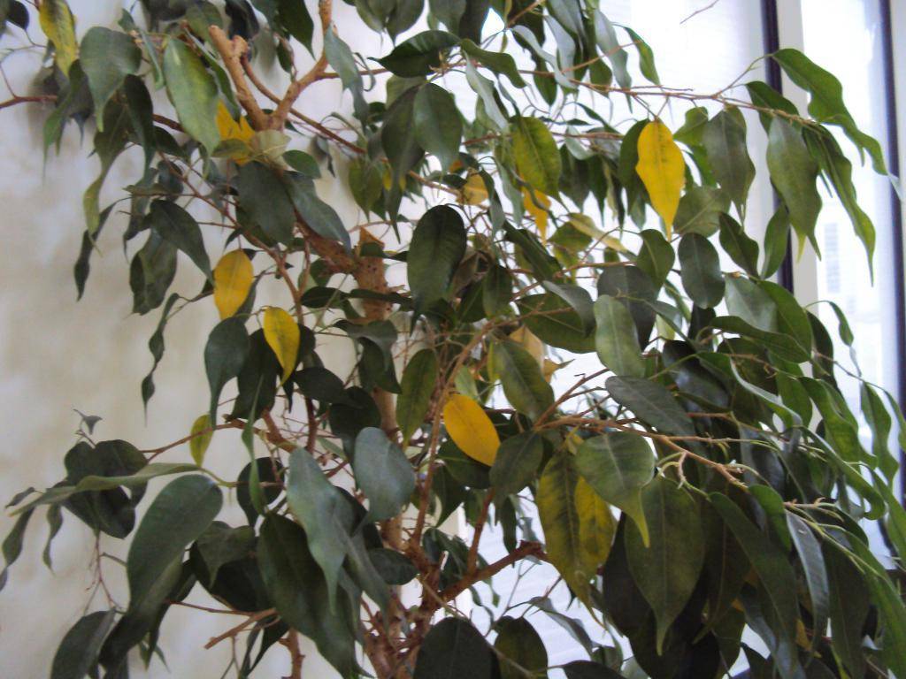 Почему желтеют листья у фикуса бенджамина и что при этом делать