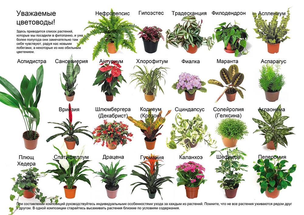 Комнатные растения, фото и названия