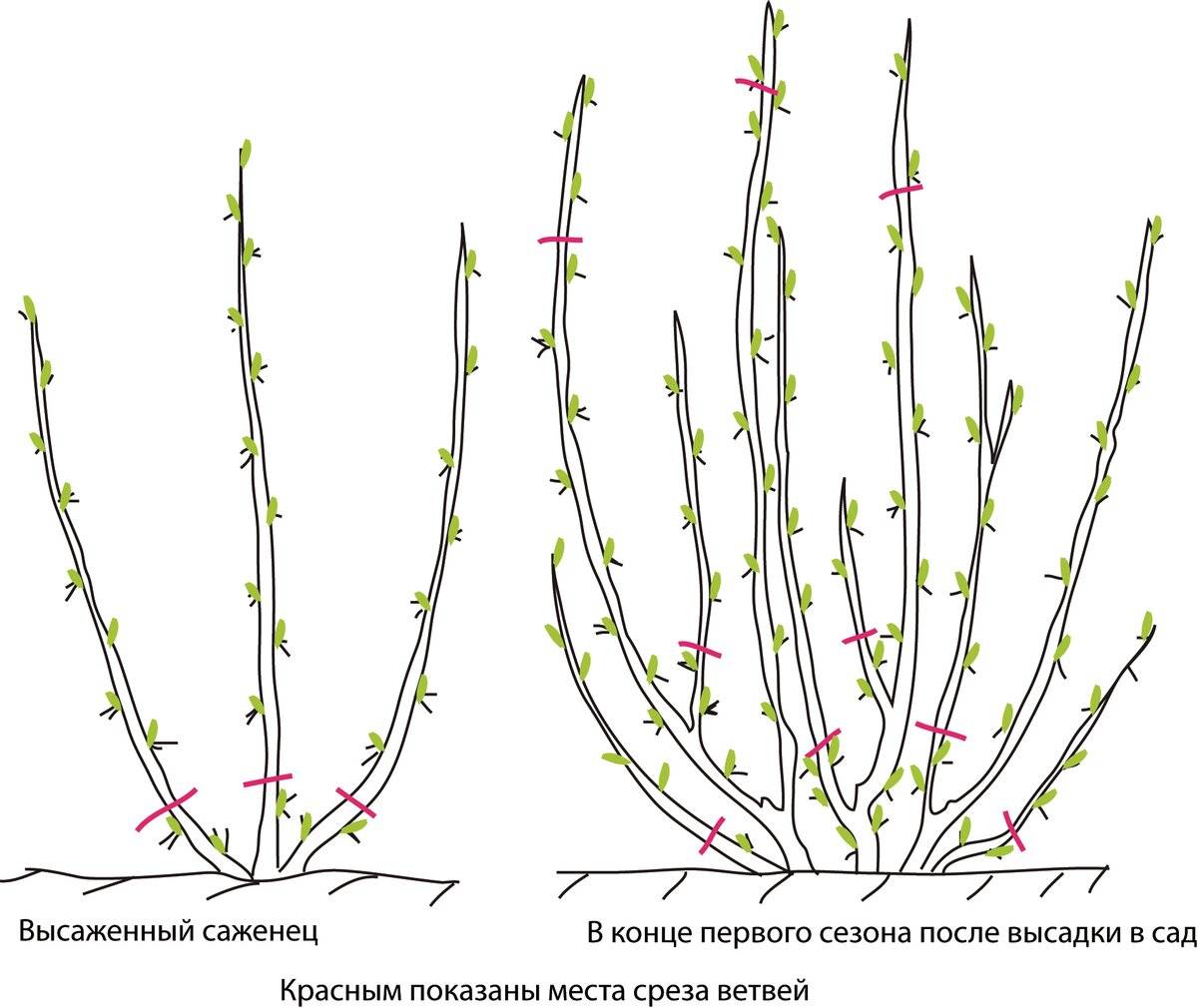 Стрижка кустов: фото алгоритм формирования кроны растений, основы выбора и использования инструмента, варианты придания формы кустам