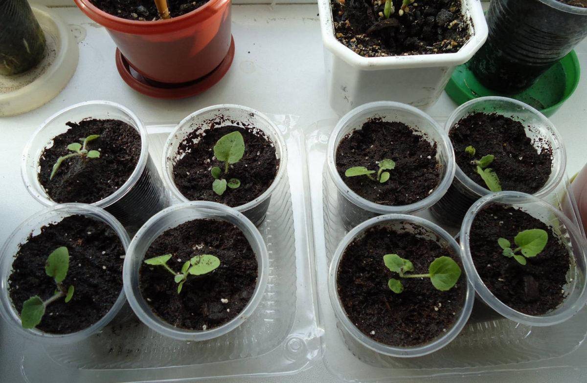 Выращивание цинерарии из семян: как и когда сажать на рассаду в 2022 году