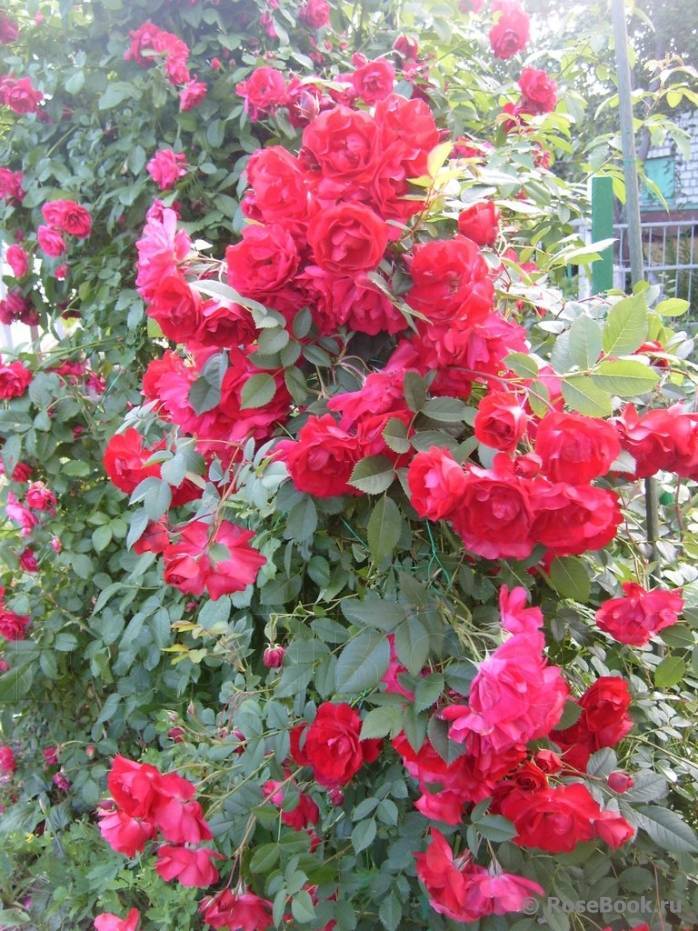 Роза аделаида худлес | питомник растений