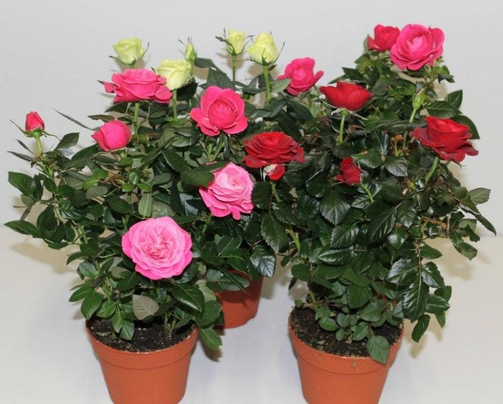 Розы патио микс: выращивание, посадка и уход в домашних условиях и в саду