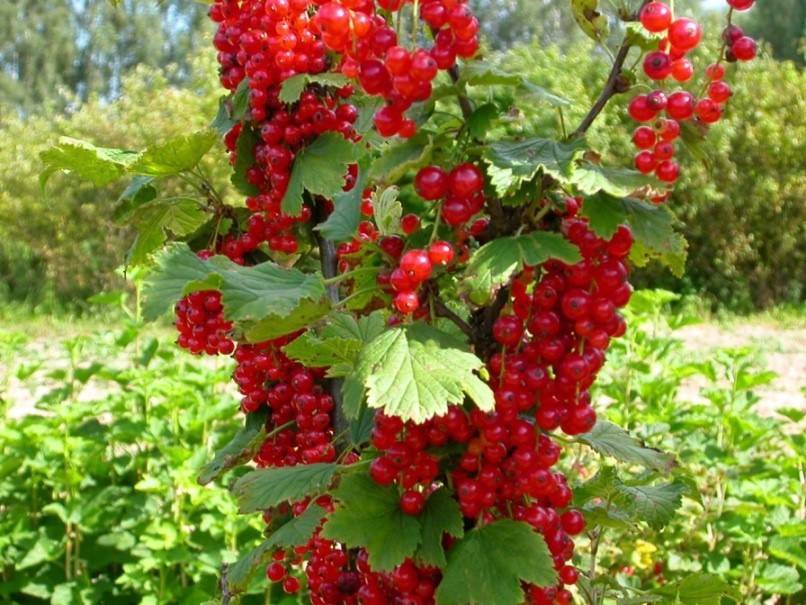Лучшие плодовые кустарники для сада | flori-da.ru