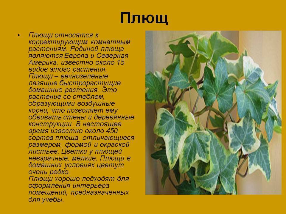 Окружающий мир 2 класс 1 часть. комнатные растения стр. 76 – 79