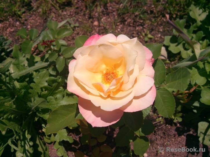 Роза куин элизабет — описание, особенности посадки и ухода