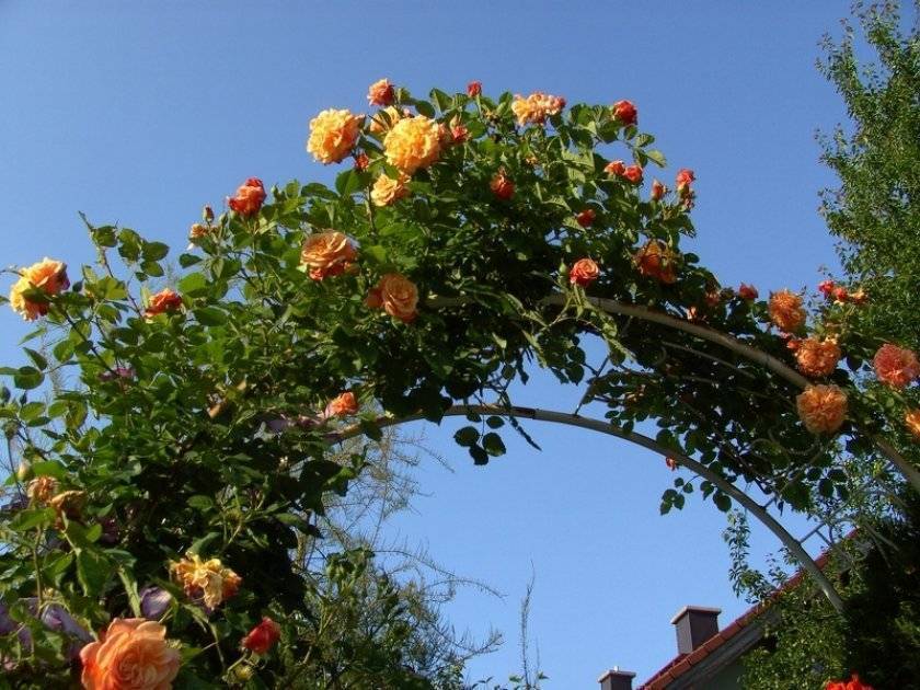 Описание плетистой розы сорта алоха: условия выращивания, цветение и уход