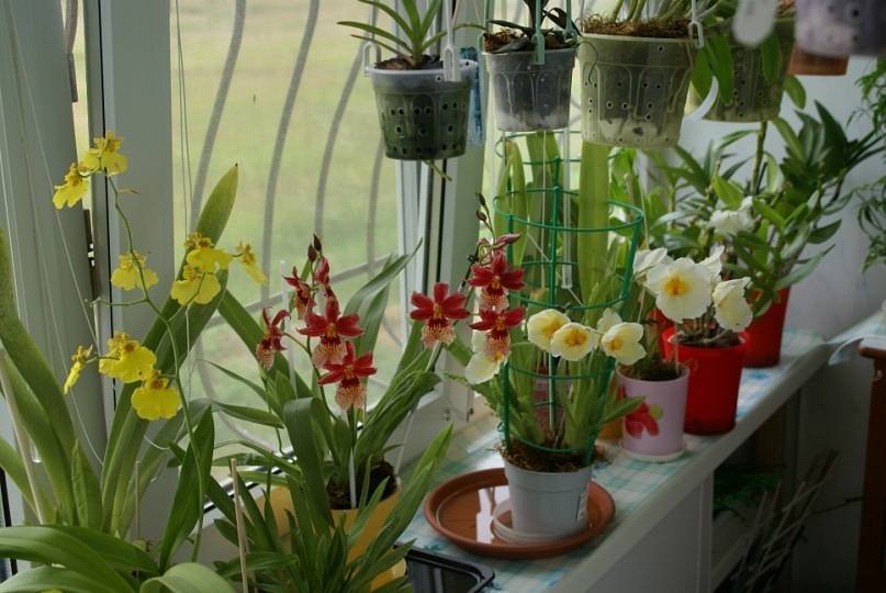Красавица мильтония: какой уход требуется этой орхидее? выращивание цветка в домашних условиях