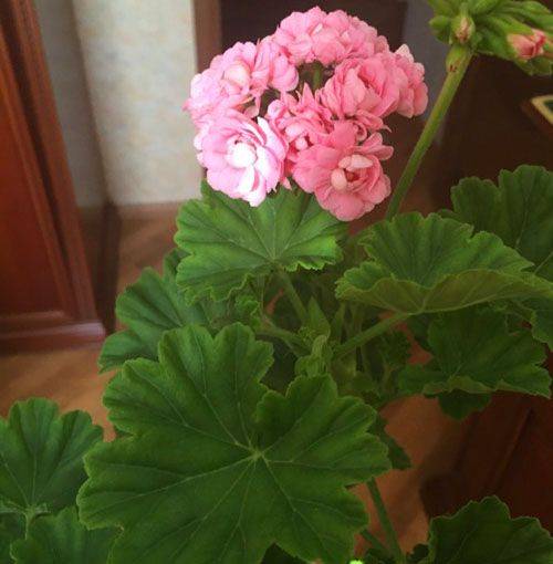 Пеларгония анита: описание и фото цветка, посадка и ухо