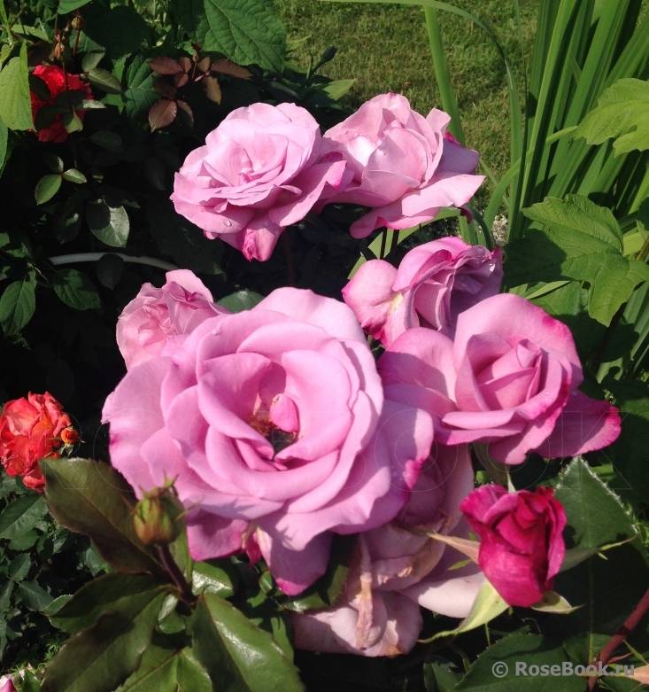 Все о розе муди блюз: выращивание, посадка и уход за moody blues в саду