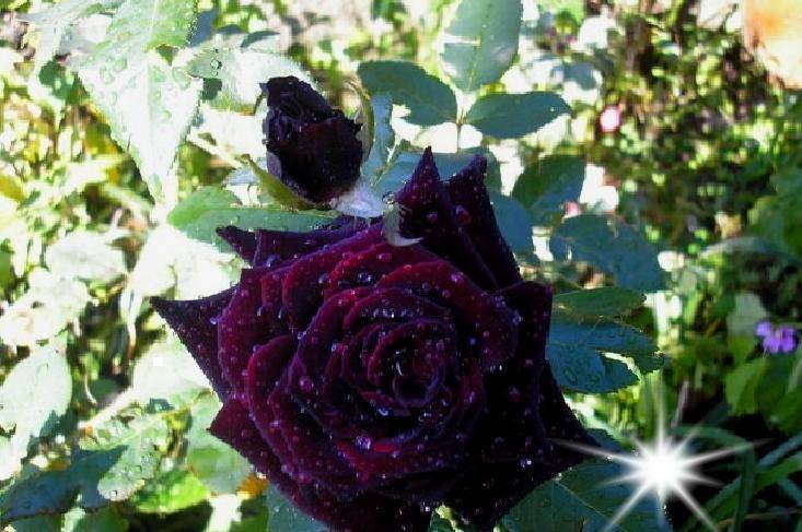 Роза Черный Принц (Black Prince) — описание сорта