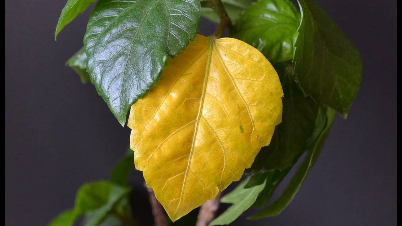Гибискус - желтеют и опадают листья. причины и что делать.