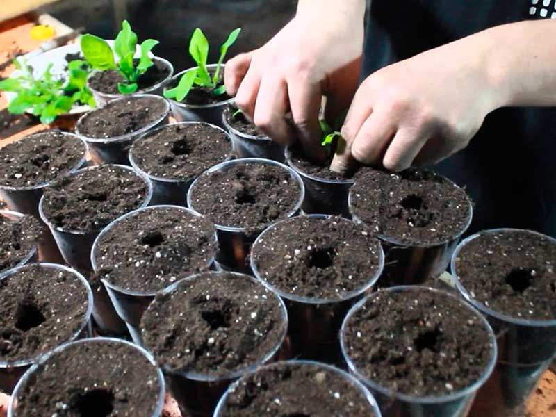 Посев семян петунии в открытый грунт - дневник садовода rest-dvor.ru