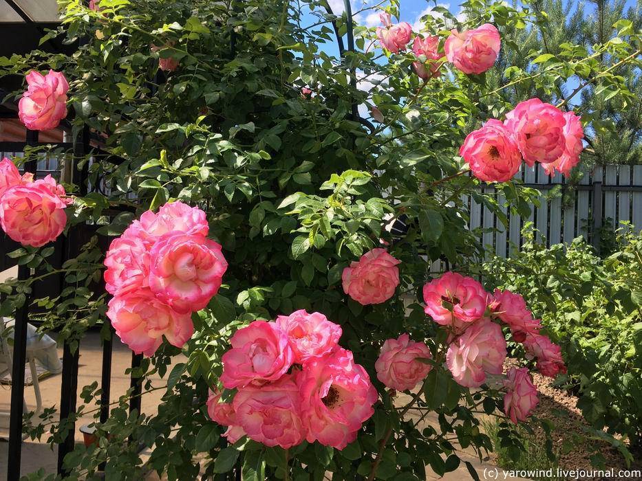 Роза декор арлекин: описание и особенности выращивания сорта плетистой розы