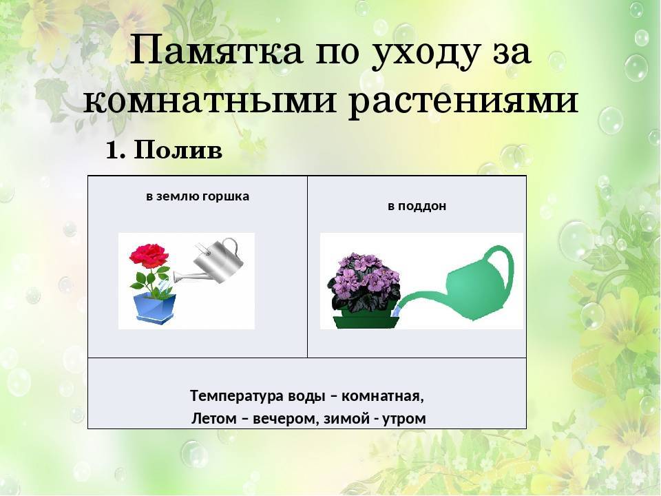 Как добиться обильного цветения мединиллы? уход в домашних условиях. фото — ботаничка.ru