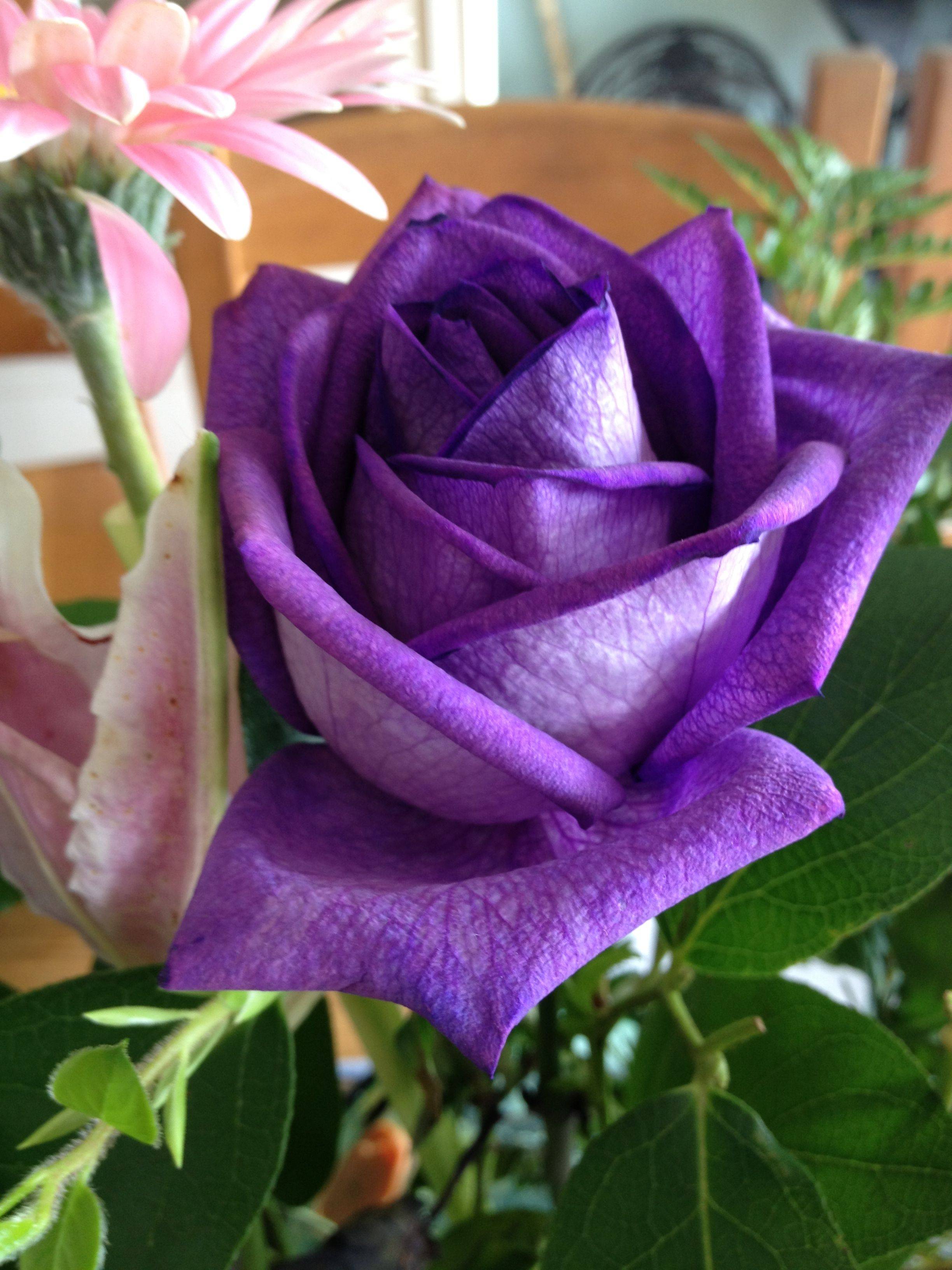 Фиолетовые розы — лучшие сорта для участка