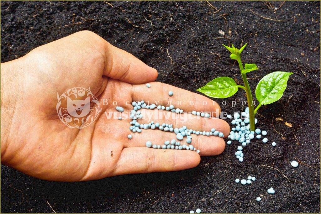 Подкормка растений: виды удобрений, способы, рекомендации