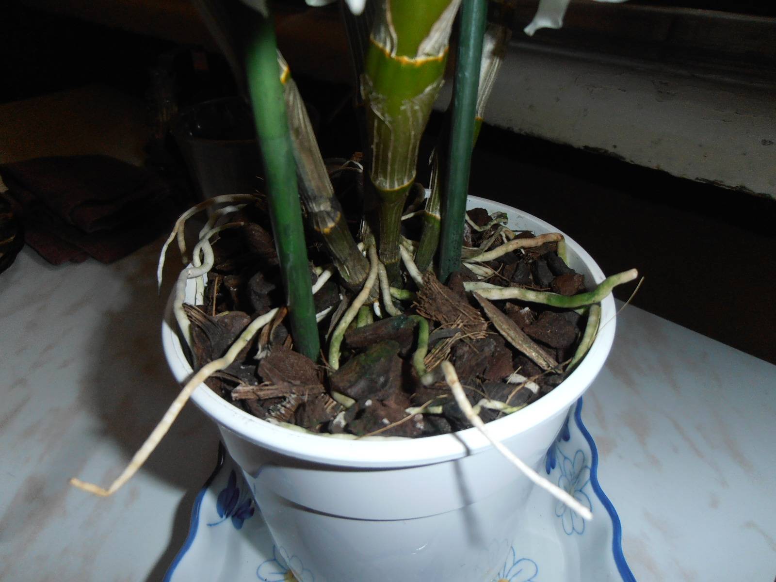 Орхидея дендробиум: уход в домашних условиях, размножение, фото