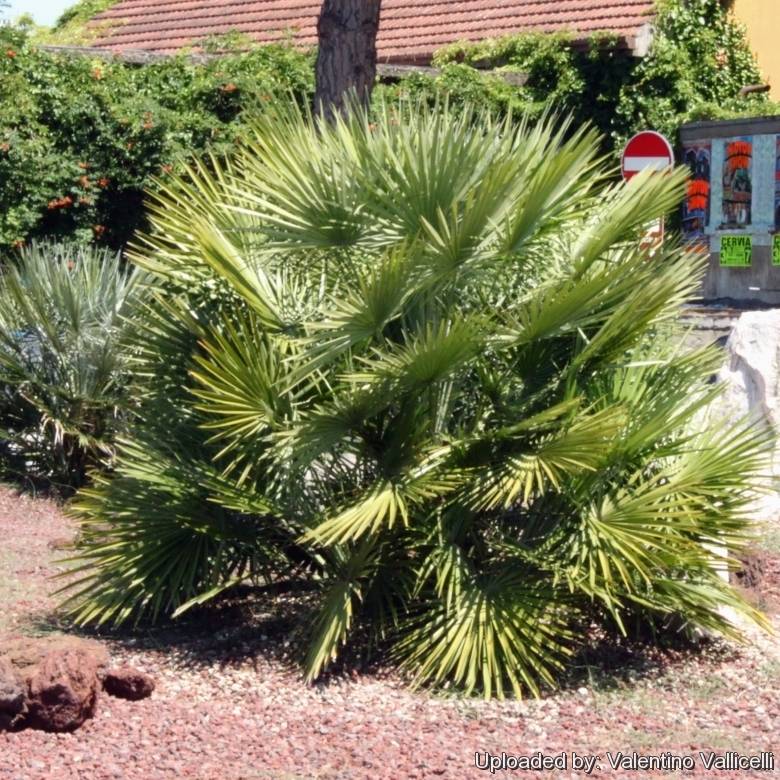 Веерная пальма хамеропс в домашних условиях