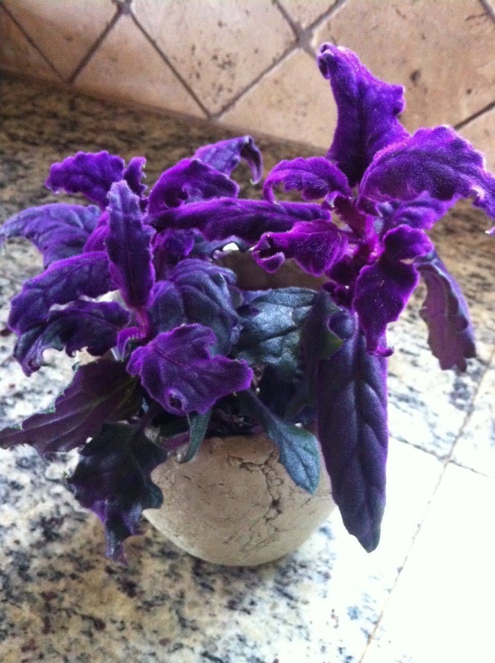 Садовые цветы фиолетового оттенка