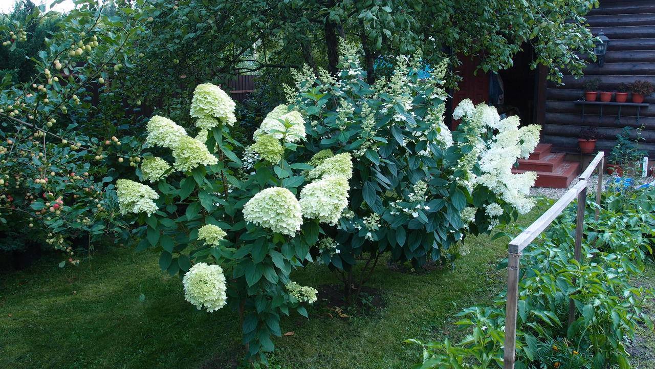 Гортензия метельчатая лаймлайт посадка и уход - дача, сад, огород, комнатные растения