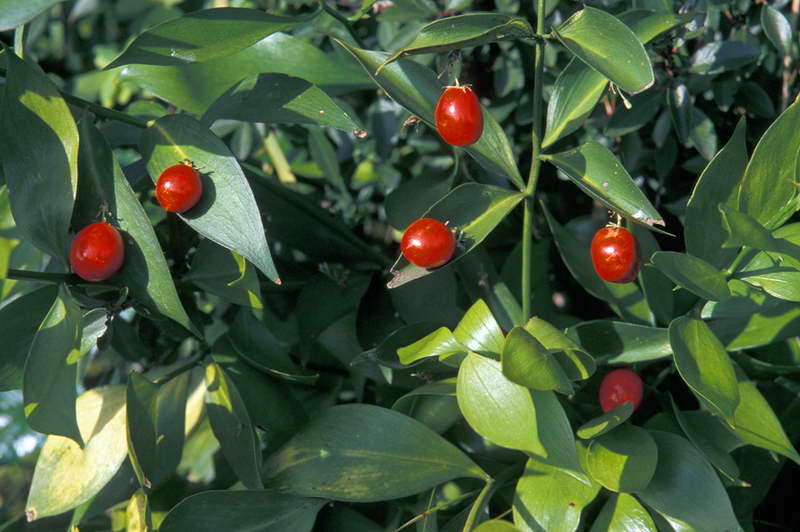 Растение рускус: разновидности, правила ухода и выращивания, лечебные свойства экстракта иглицы колючей,
