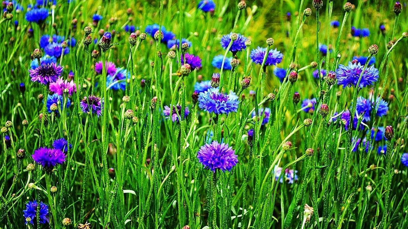 Василек - садовый цветок. посадка, уход и выращивание. описание и виды
