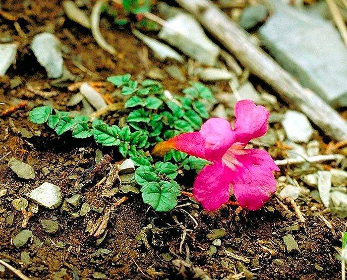 Инкарвиллея делавея: посадка в открытый грунт и уход, разновидности цветка, вредители