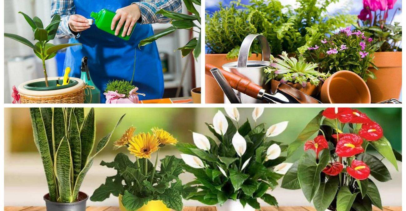 Чем подкормить комнатные цветы: подробное описание вариантов удобрений