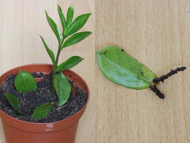 Замиокулькас (доларовое дерево): способы размножения в домашних условиях с фото