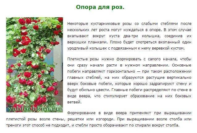 Плетистые розы – рекомендации по уходу от студии «сад дизайн»