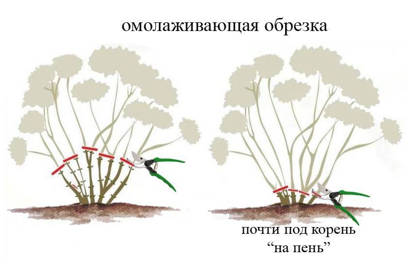 Гортензия: посадка и уход в открытом грунте, фото, сорта, размножение, выращивание и сочетание в ландшафтном дизайне