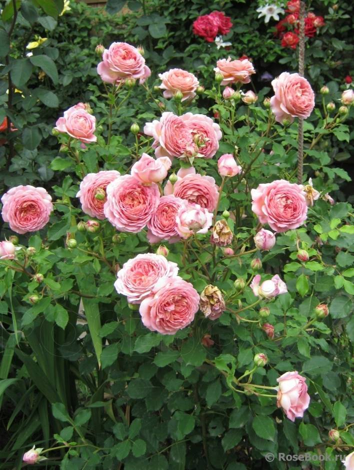 Английские розы – описание сортов с фото, выращивание и уход