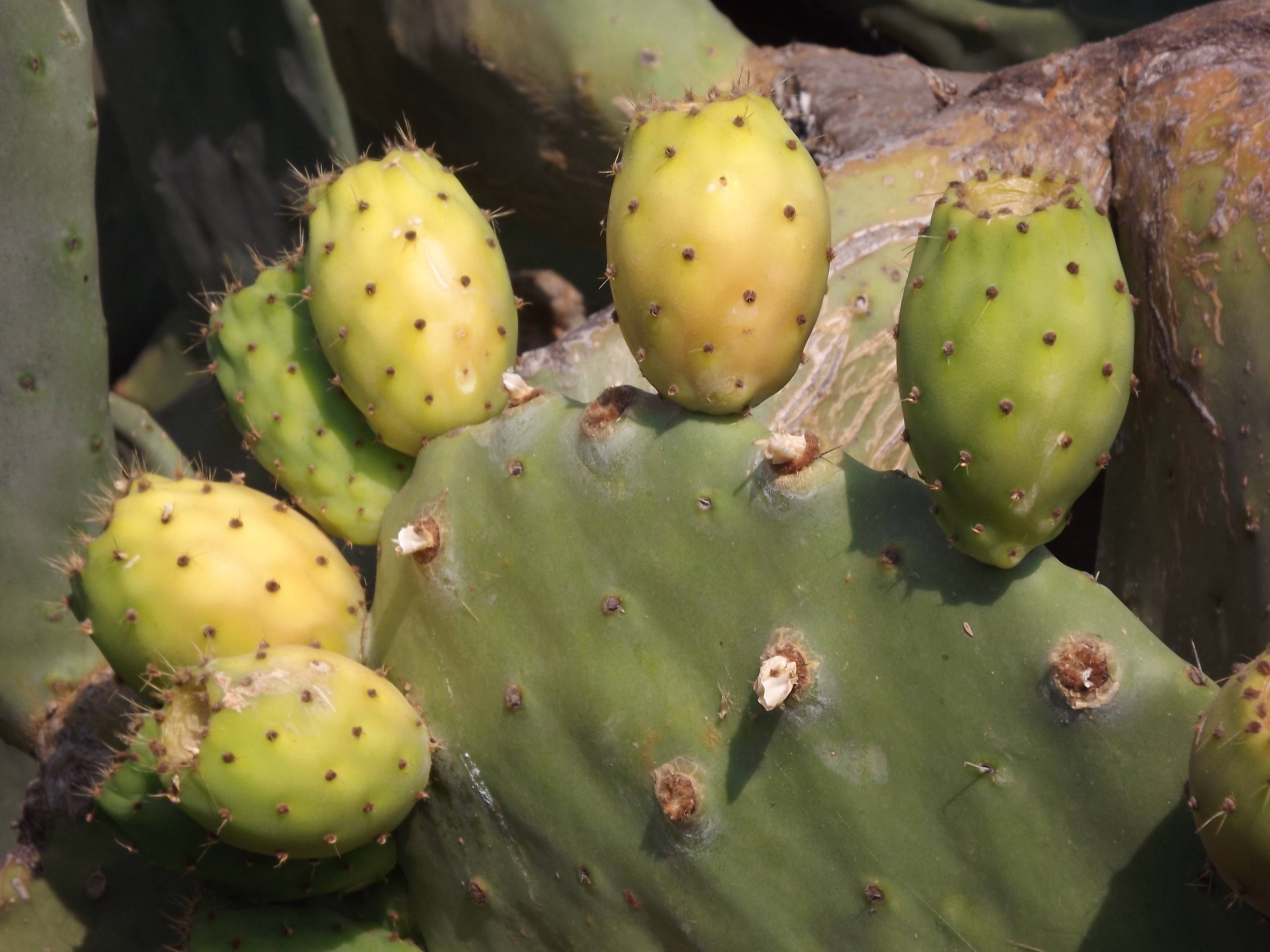 Домашний кактус опунция – уход, описание виды и размножение
