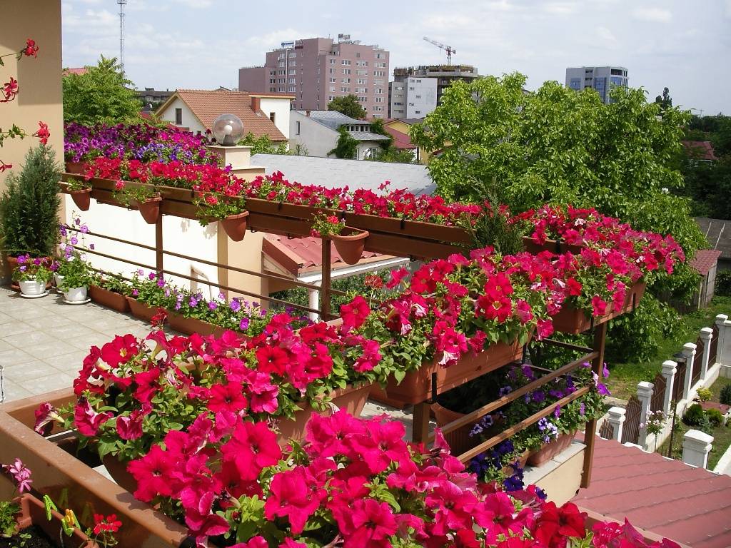 Петуния на балконе: посадка, выращивание, уход, оформление, фото