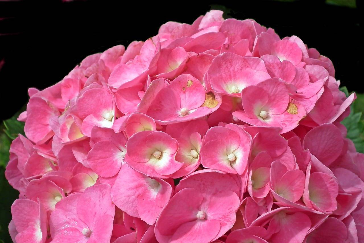 ✅ гортензия букет роуз (крупнолистная bouquet rose): описание и фото, посадка и уход, морозостойкость, макрофила - tehnoyug.com
