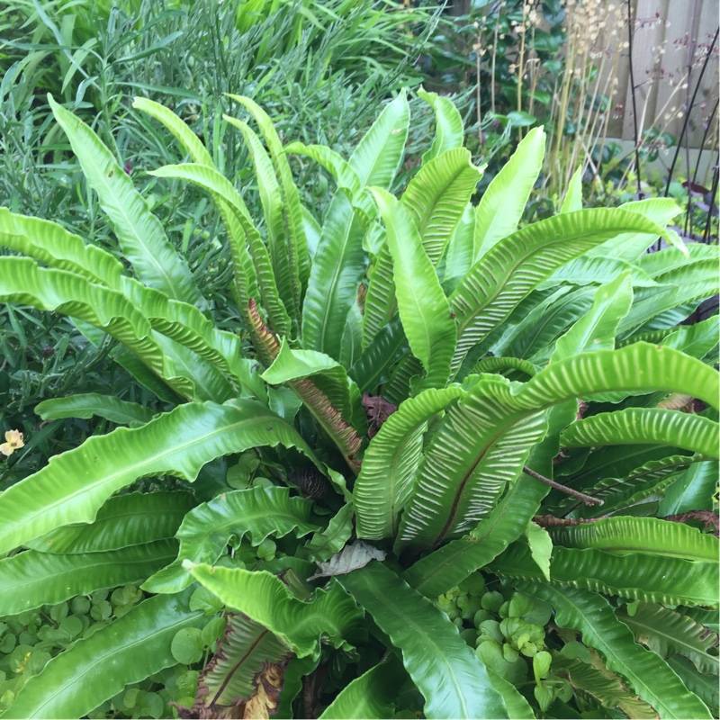 Шикарный папоротник асплениум – выращиваем в саду и дома