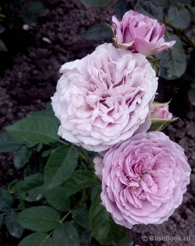 О розе лавендер айс (lavender ice): описание и характеристики розы флорибунда