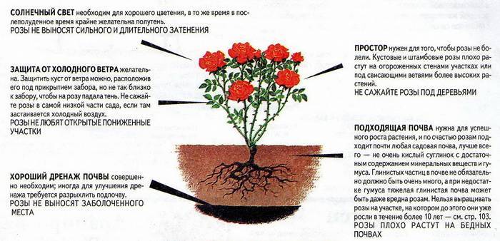 Парковые розы: посадка и уход в открытом грунте, правила выращивания