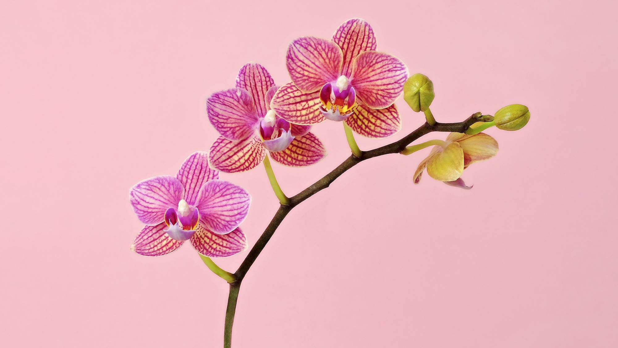 Орхидея по фен-шуй - значение цвета, правила размещения в доме